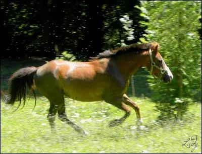 A quelle allure est ce cheval ?