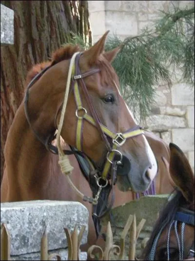 Quelle &eacute;coute a ce cheval ?