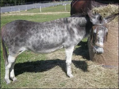 L'&acirc;ne est-il un cousin du cheval ?