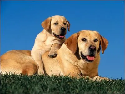 _____ deux chiens sont des labradors.