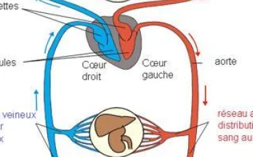 Quiz Anatomie