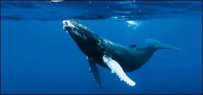 Que mange cet animal ?