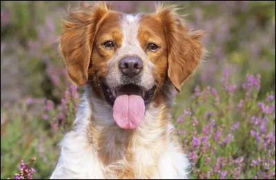 Cette race de chien est l'épagneul breton.