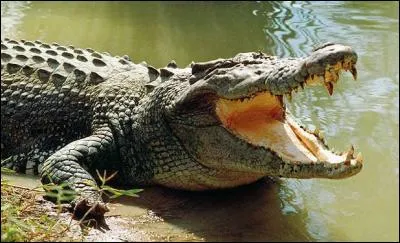 Le crocodile garde la plupart du temps sa bouche ouverte.