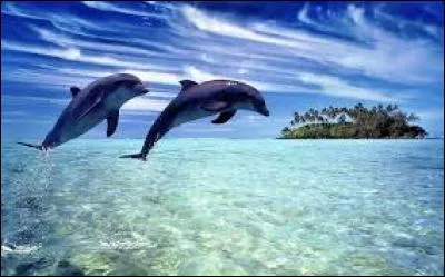 Les dauphins sont les animaux les plus intelligents.
