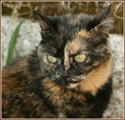 De quelle couleur sont les chats "écaille de tortue" ?