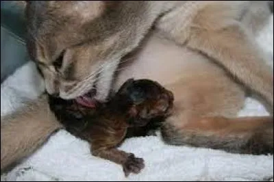 Combien au minimum y a-t-il de petits dans une portée ?