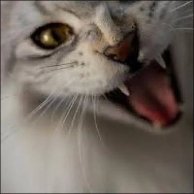 Quand les chats grognent-ils ?
