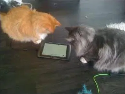 Comment les chats communiquent-ils ?