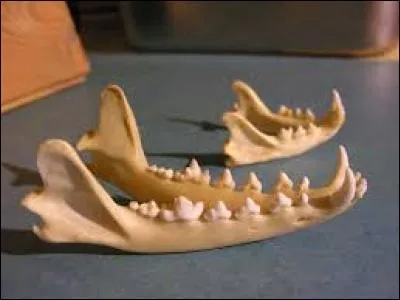 Quelle est la différence principale entre la mâchoire d'un chien et celle d'un chat ?