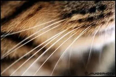 Les moustaches du chat lui servent à :