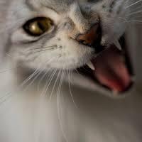 Quiz Felins