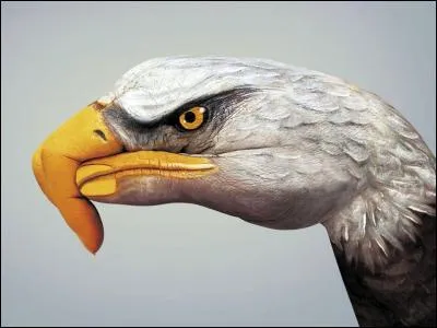 Où l'oiseau a-t-il glissé son cou ?