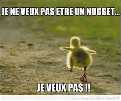 J'observe l'image et je vois : un poussin jaune qui s'échappe pour ne pas se faire manger !