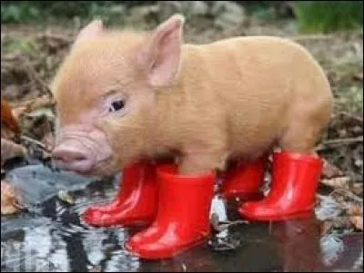 J'observe l'image et je vois : des bottes rouges pour ne pas se mouiller les pieds !