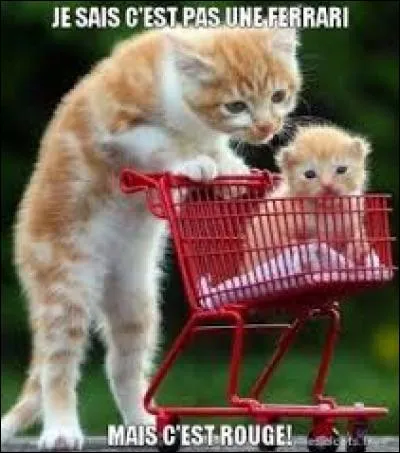 J'observe l'image et je vois : un chat qui pousse le chariot rouge avec les mains !