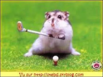 J'observe l'image et je vois : un petit joueur de mini-golf ; c'est un hamster !