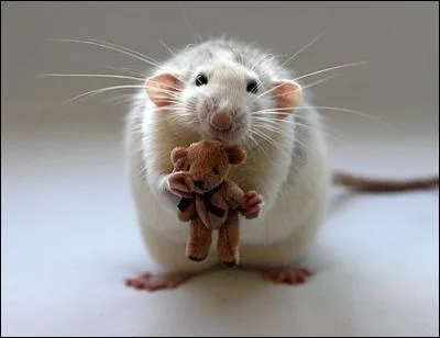 J'observe l'image et je vois : une souris ou un rat blanc qui tient un nounours contre lui !
