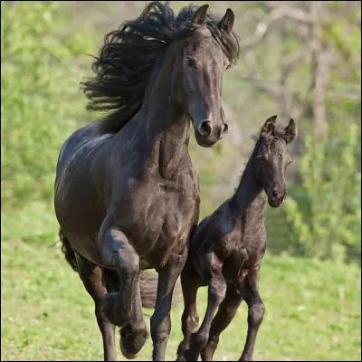 Quelle est la couleur de ce cheval ?