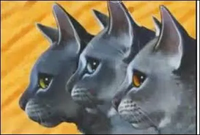 Quels chats sont des clans-m&ecirc;l&eacute;s ?