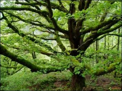 Quel est cet arbre ?
