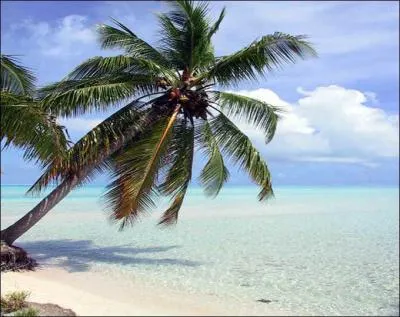 Quel est cet arbre ?