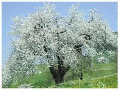 Quel est cet arbre ?