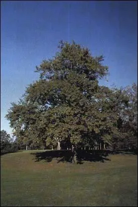 Quel est cet arbre ?