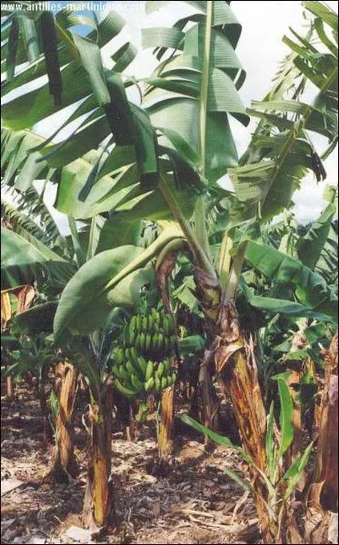 Quel est cet arbre ?