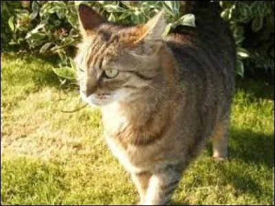 Avec qui Rusty se bat-il en arrivant au camp du Tonnerre la 1ère fois ?