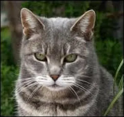 Qui est le mentor de Rhume des Foins ?