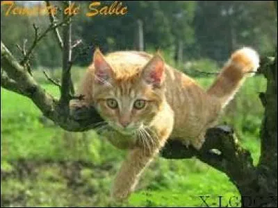 Qui est le mentor de Nuage de Sable ?