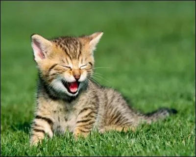 Cet adorable chaton miaule. Fais comme lui.