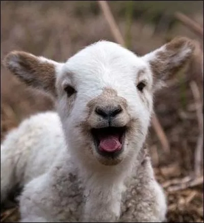 Imite l'agneau qui bêle.