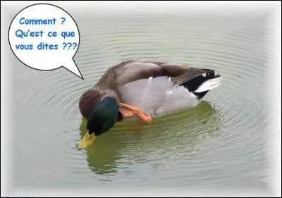 Que lui répond un autre canard ?