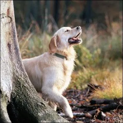 Ce chien aboie. Qu'entends-tu ?