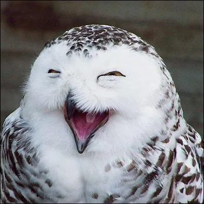 La nuit, écoute le cri de cette chouette.