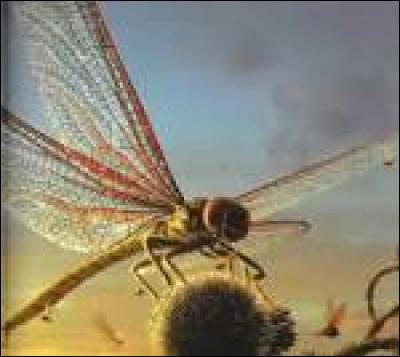 Quel est le plus gros insecte ayant jamais existé ?