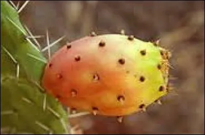 Quel est le nom de ce fruit ?