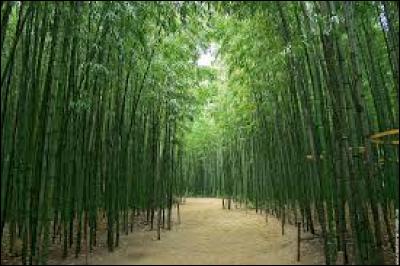 Comment appelle-t-on une forêt de bambous ?