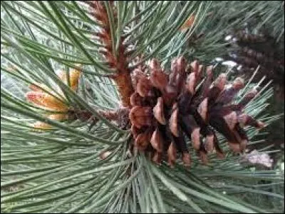 Quel autre nom donne-t-on au cône ?