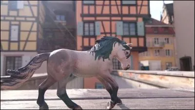 Quelle est la taille du plus petit poney