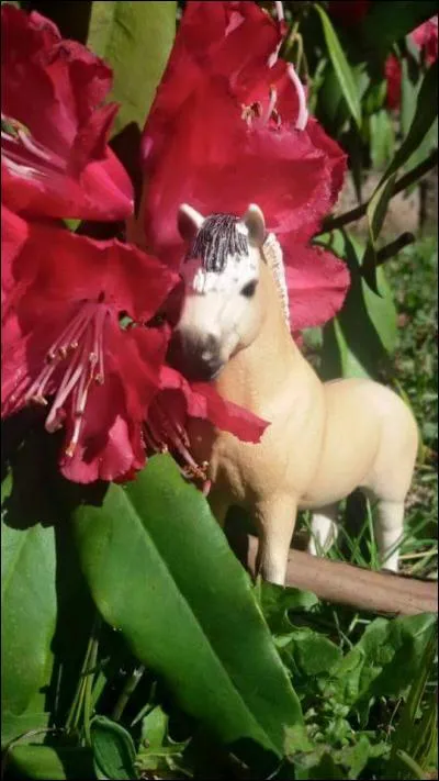 Quelle est la robe du fjord ?