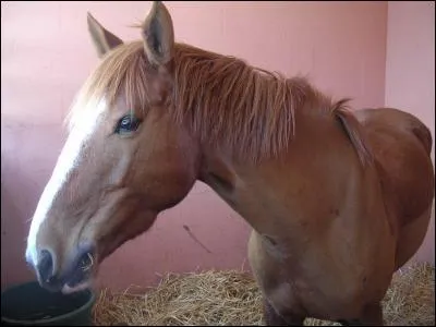 Quel est le cousin du cheval ?