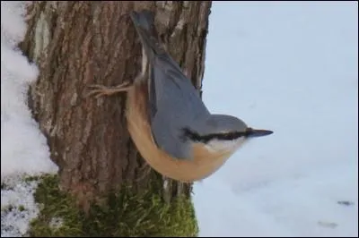 On me reconnait facilement avec mon plumage orangé sur le ventre et gris bleu sur le dos, je suis un acrobate, je me pose à la verticale sur les troncs, je suis le ...