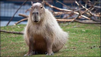 Le capybara s'appelle aussi "cabiai".