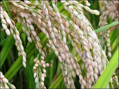 Quel pays est le premier producteur de riz ?