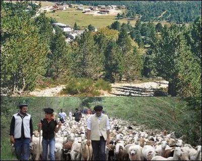 Véritable porte entre la plaine du Languedoc et le Gévaudan, quel village traversé par la draille de transhumance voit passer les 5 000 brebis qui estivent encore dans le massif de l'Aigoual vers la mi-juin ?