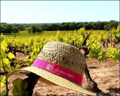 Les ''Costières'' sont une région naturelle du Gard produisant d'excellents vins réputés et classés en A.O.C. depuis 1986. Où se situe ce terroir ?