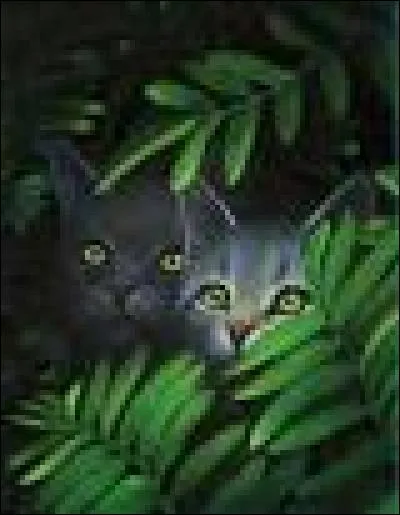 Qui est la mère d'un des chats qui s'est entraîné dans la Forêt Sombre ?